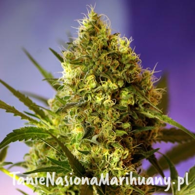 Sweet-Seeds-Big_Devil-Feminized1-1.jpg
