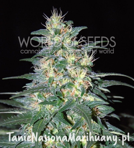 79a0599de0076346e14b77a4dbb00ea1