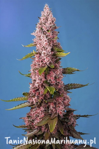 7a3d2d6ad75ea945c8d42d85b7da5441