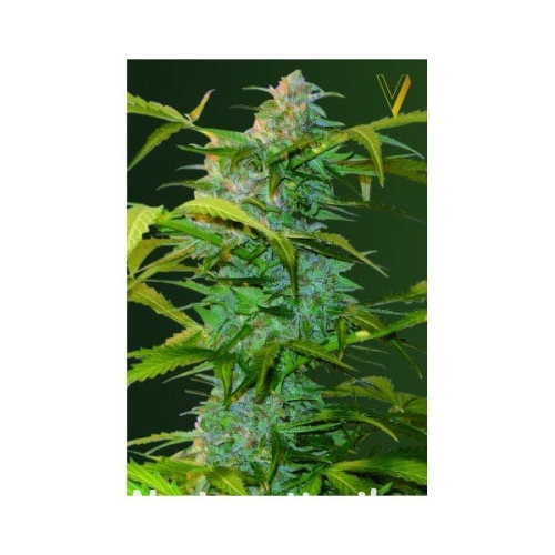 7af6f40a00e879d0bcdfa6b76f3baa73