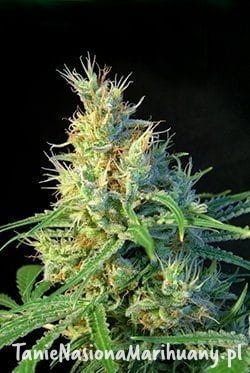 7b074a2a34913db5e81f28207c129c9c