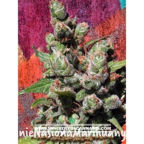 7c29ae8d5feb2488afc9c9d1190328f4