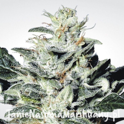 7cd927551084f2ee2d638562a29a31f4