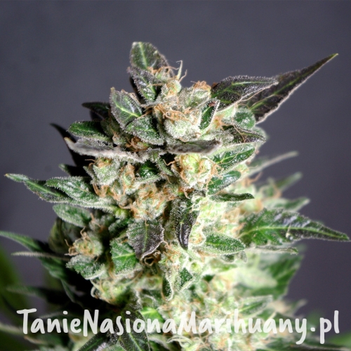 7cdb17bfcd2559726501cd4cae910ce3