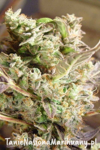 7deaee6610230bb5662f621f03477996