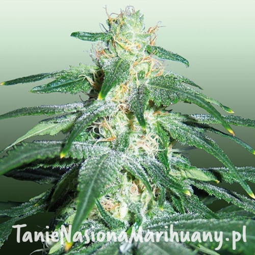 7e7ac80ab4da1d0fc77a6e674ed5c849