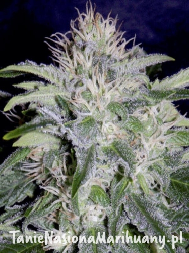 7f139787cd4e986d459964db4320d809