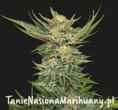 7f5cd09e9463544cadbe39d17d4b1a96