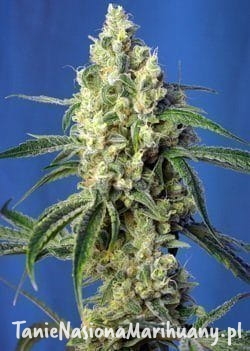 7f6a270d4cc73e41293344df5aa3d4ad