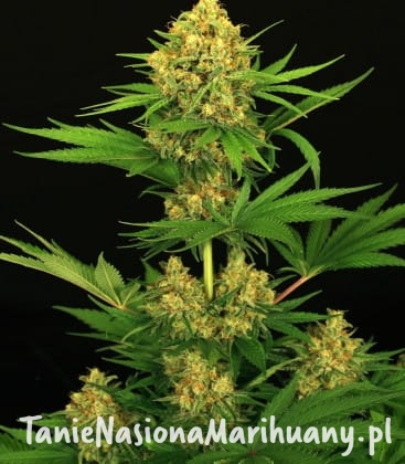 tangerine1-1.jpg