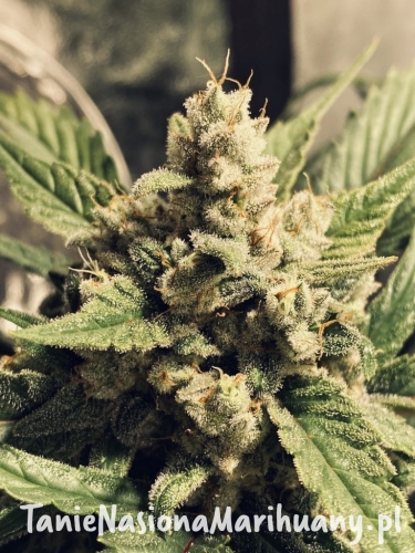White-Widow-automatic-768x1024.jpeg
