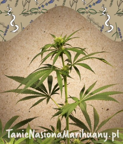 Terra-Italia-V3-scaled (1).jpg