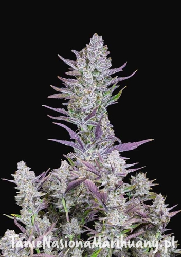 wedding_glue_1 (1).jpg