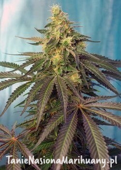 8048bc1d71c549b56916acbd140af77f