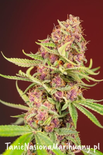 red-mandarine-e1618913383352 (1).jpg