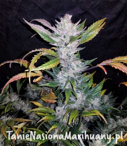 Mexican-Sativa-Feminized-boshki__7uODMAND8f6JBzYp (1).jpg