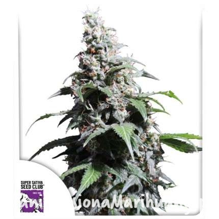 pineapple-poison (2).jpg