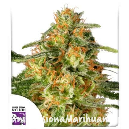 tnt-trichome (2).jpg