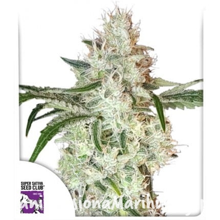lemon-og (2).jpg