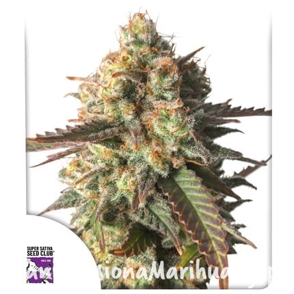 strawberry-chemdawg-og (1).jpg