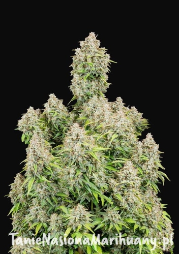 original_cinderella (1).jpg