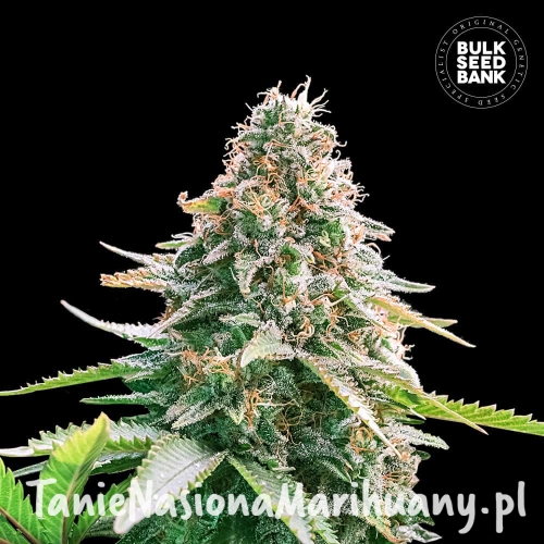 Auto-Gelato_Samba-3 (1).jpg