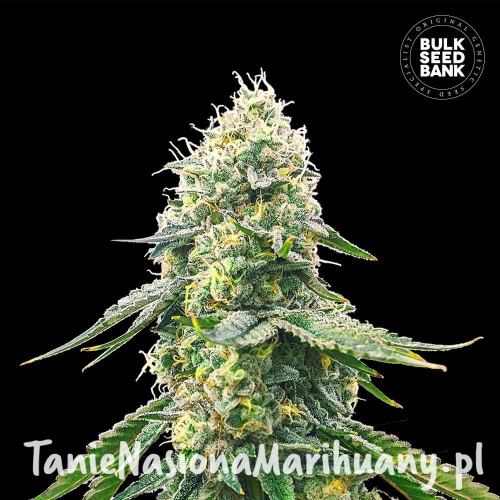 Fem-Gelato_Samba-2 (1).jpg