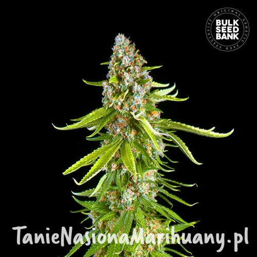 Fem-Grande_Crack-2 (1).jpg