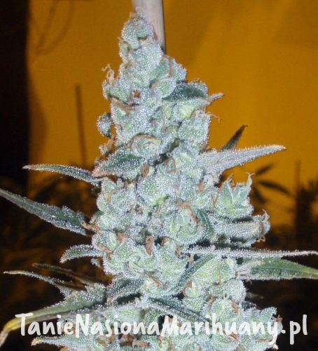 80bd2218452fe9de2acba902165cfee0