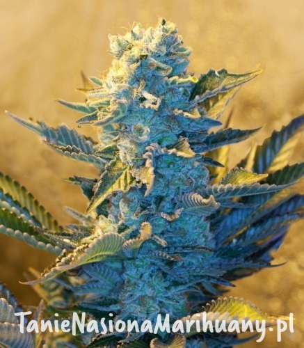 80f351da364b791683cbd5b9f908902c