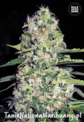 80f7e12b500c7d90676d9a58475b41b4