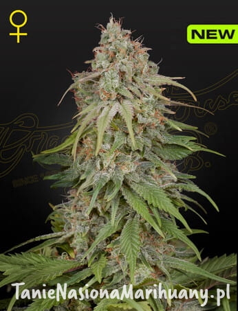 GHAmnesia_1.jpg (1).jpg