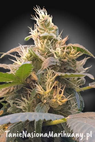 CBDEnergy_freecut (2).jpg