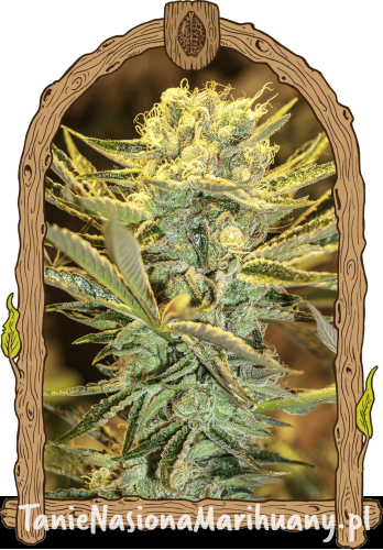 hippieberry_woodenframe_940x1350 (1).png