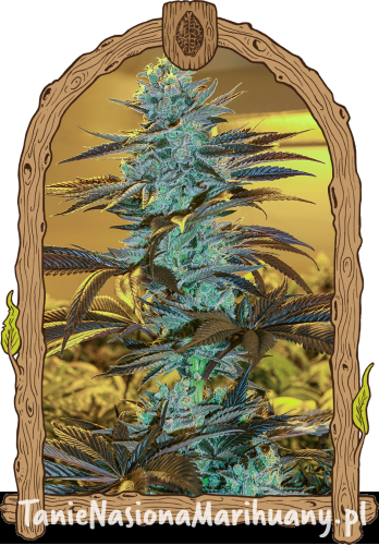 purplemonkeyauto_940x1350.png