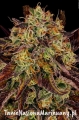 Tangerine-Sorbet-6-scaled.jpg