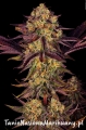 Tangerine-Sorbet-8-scaled.jpg