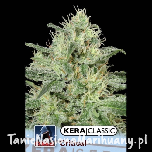 81d767d5da440d2a39dc6555caeb1348