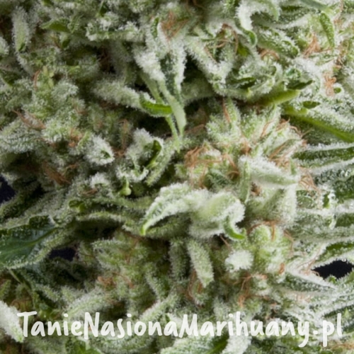 Amnesia-Gold-Autoflowering-800x800.jpg