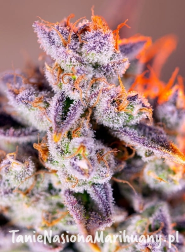 tropicanna-poison-xl-auto.jpg