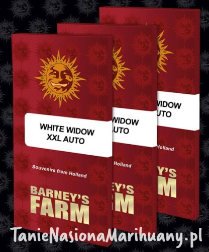 white-widow-xxl-auto_circle_new_21_138759.jpg