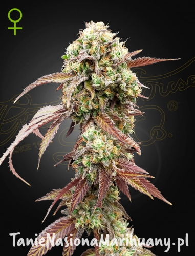 West-Coast-OG-Gelato (1).jpeg