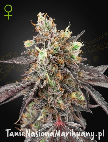 Gelato-_41-Auto (1).jpg