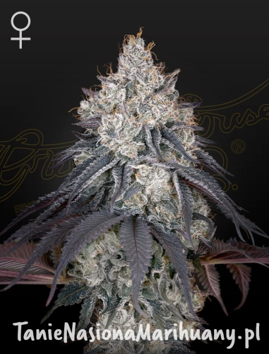 GHSC_LemonOrange_WEB (1).jpg