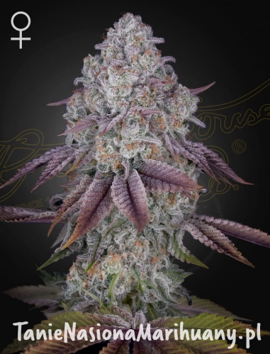 GHSC_PersianPie_WEB_ck2e-5s (1).jpg