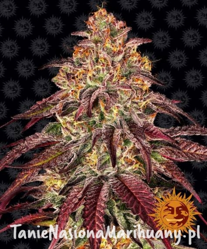 mimosa-x-orange-punch-auto_circle_new_21_673186 (1).jpg