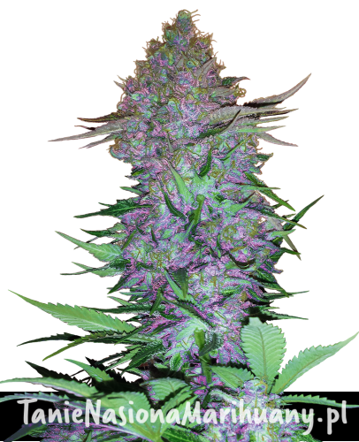 purple-skunk-xl.png