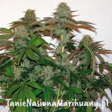 824b793fedeb55f41a5f359aa26ec34c