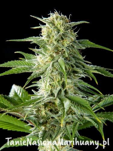pure-cbd-punch_204_1_20210419121357_.jpg