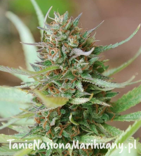 825cb06e6eed14690e56ec00ac802e8b